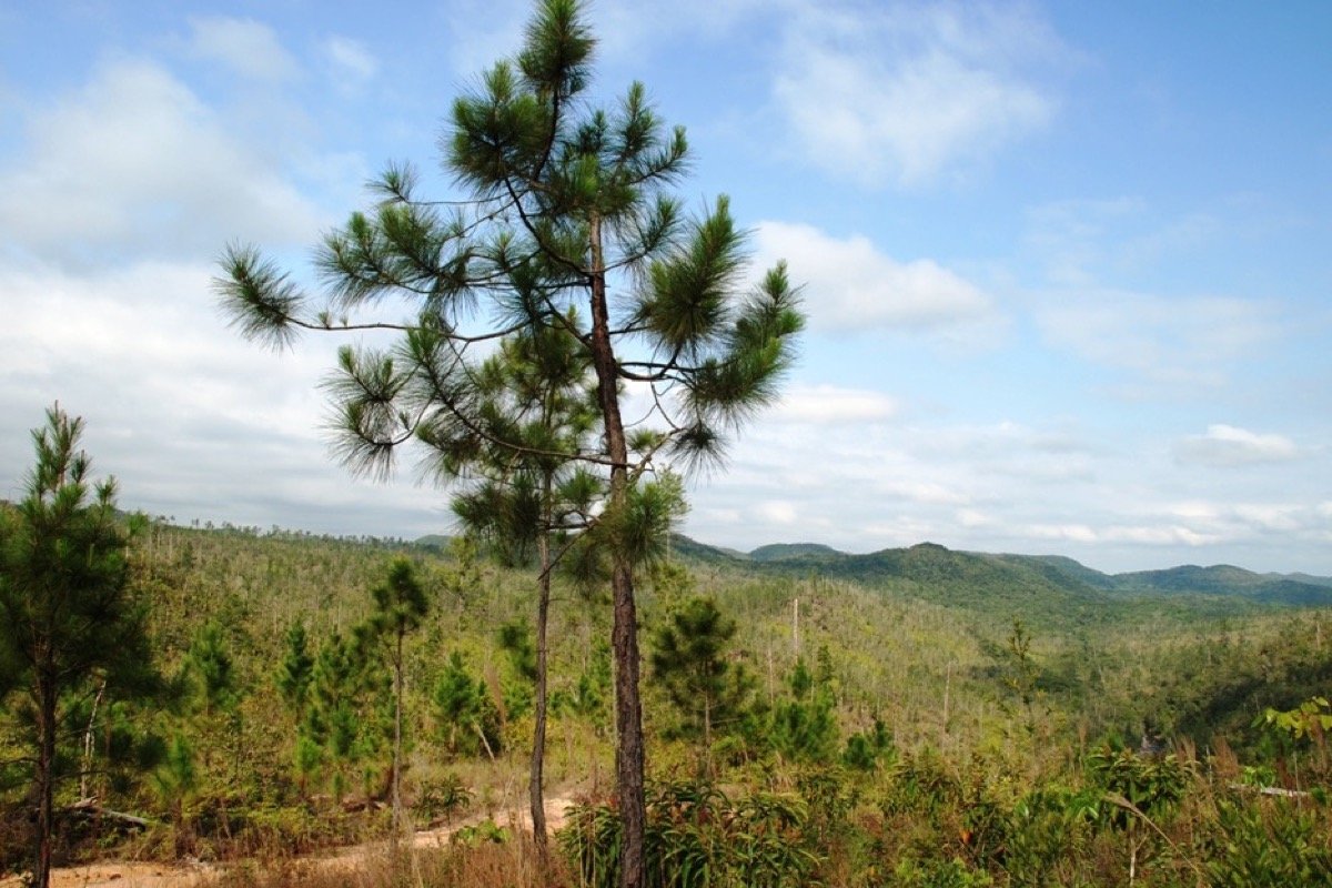 Piscina natural en Mountain Pine Ridge