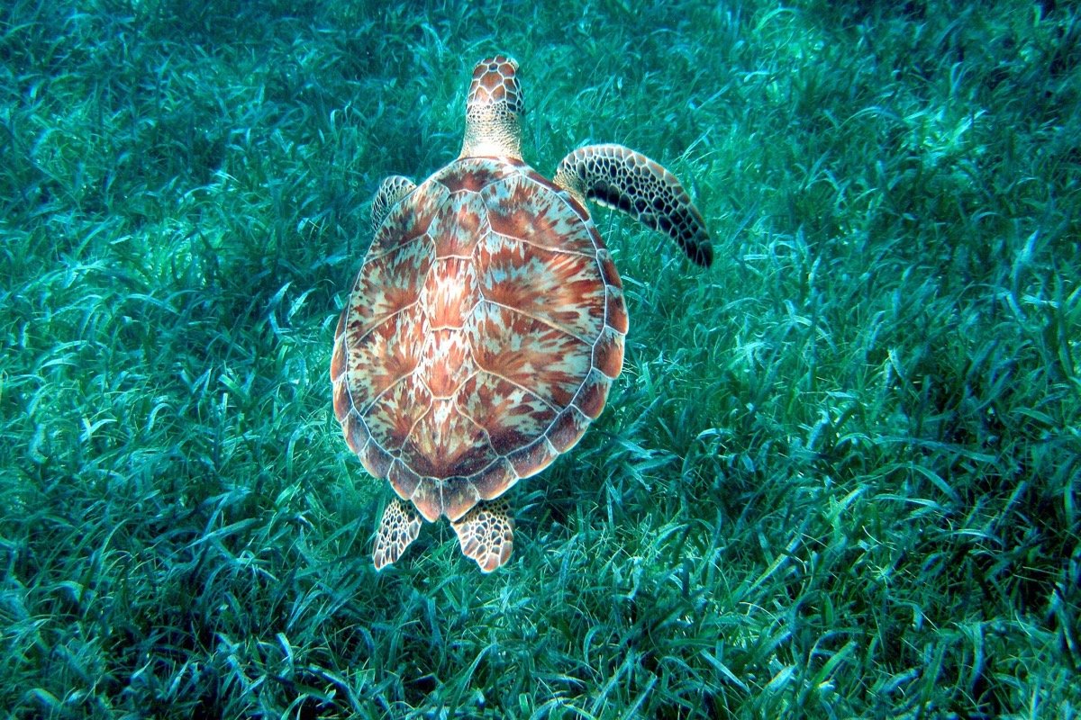 Tortuga verde en Hol Chan Marine Reserve
