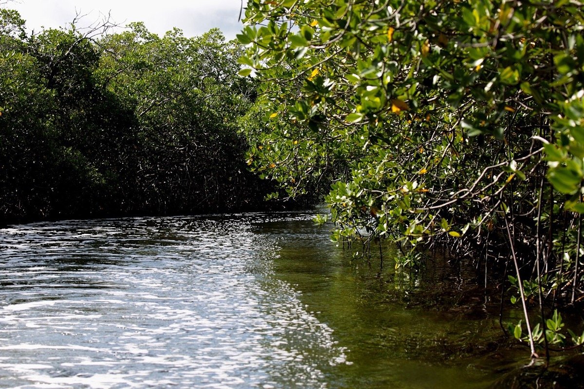 Canal y manglares de Bacalar Chico en el norte de Ambergris Caye