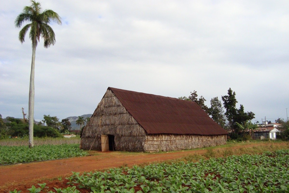 Casa de curado y campos de tabaco en Viñales