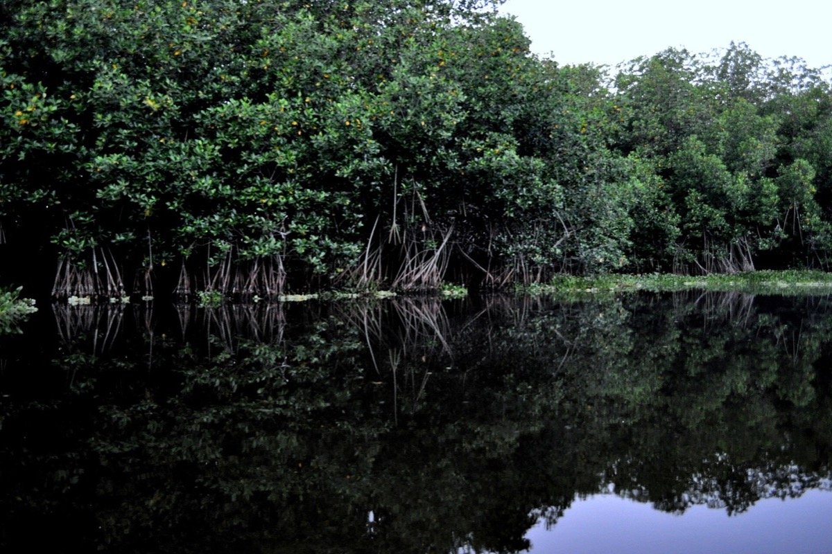 Manglares en Monterrico, Guatemala