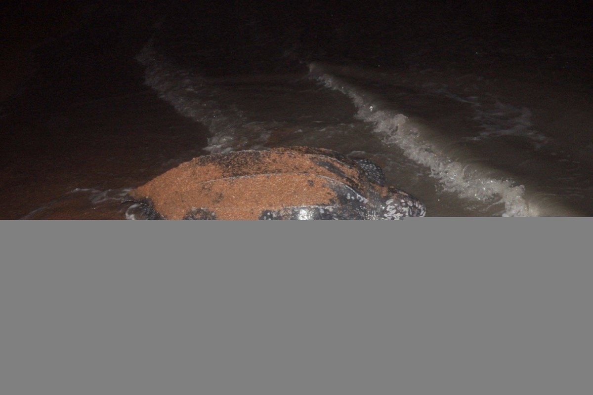 Tortuga laúd regresando al mar en Shell Beach