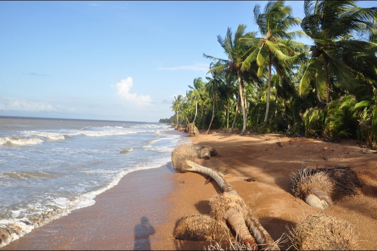 Palmeras y costa en Shell Beach, Guyana