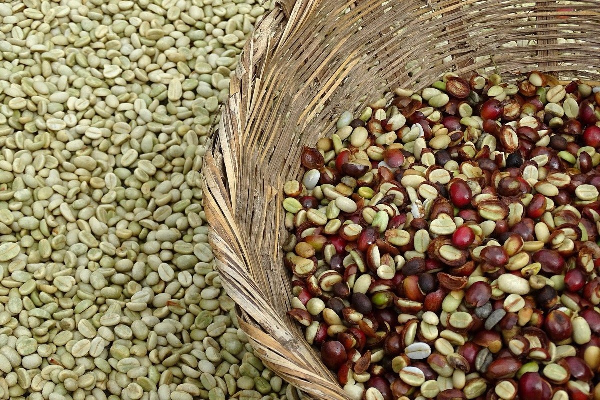 Granos de café secándose cerca de Matagalpa