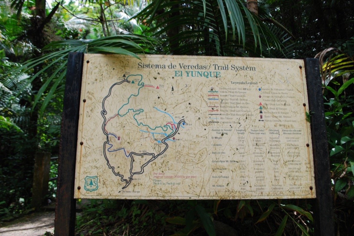 Sendero entre la vegetación de El Yunque
