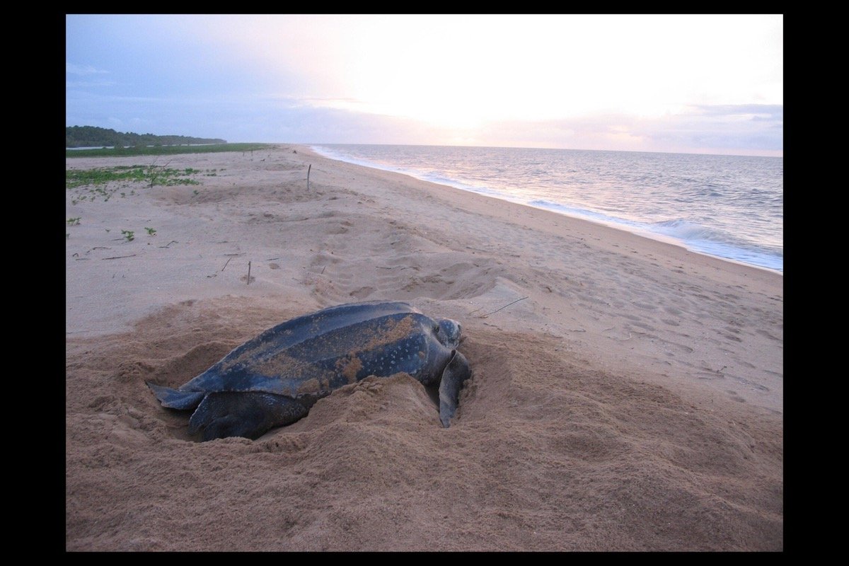 Tortuga laúd cerca de Galibi