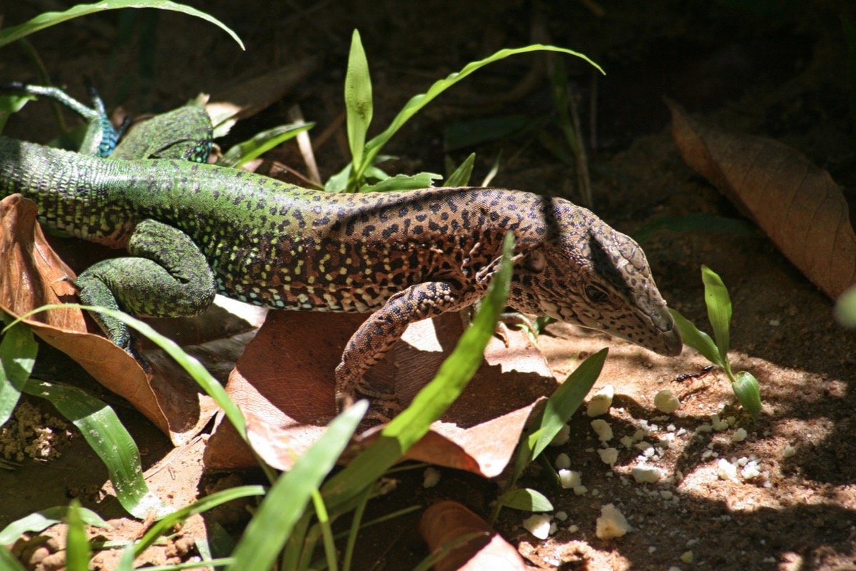 Lagarto en la Reserva Natural de Surinam Central