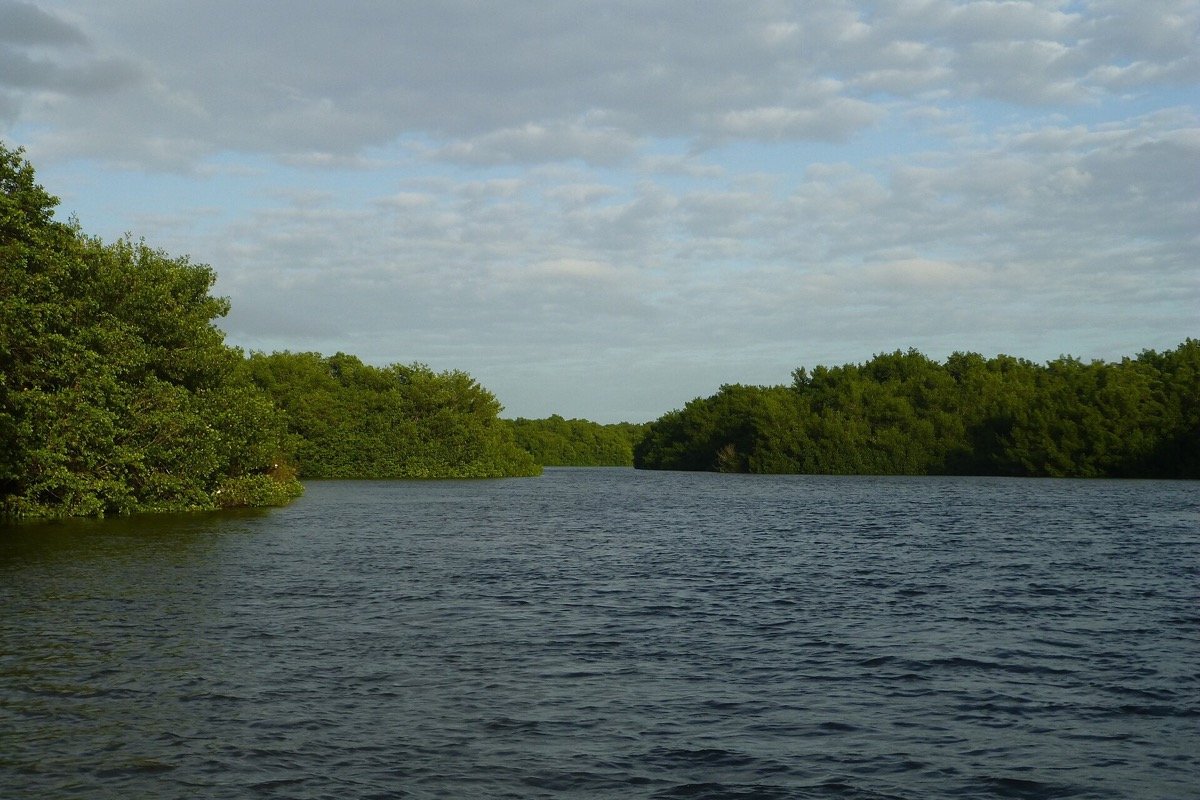 Canal entre manglares en Caroni