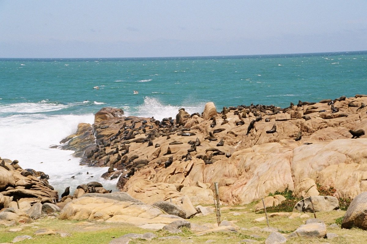 Lobos marinos sobre las rocas de Cabo Polonio