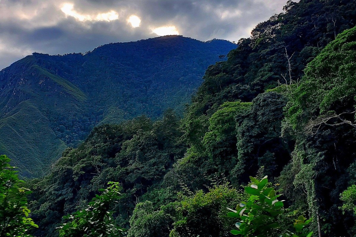 Bosque del Parque Nacional Henri Pittier